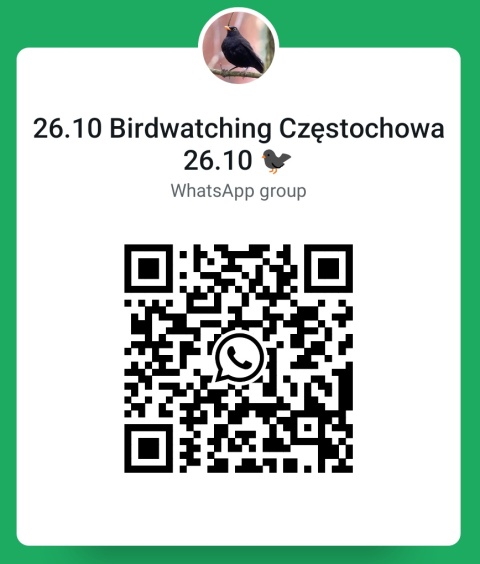 Częstochowa, brzeg Warty 26.10.25 r., 8:00 - 10:00, SPACER ORNITOLOGICZNY