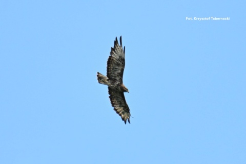 Dolinka Roztoki, Kampinoski Park Narodowy 25.01.26 r., 09:00 - 12:00, SPACER ORNITOLOGICZNY