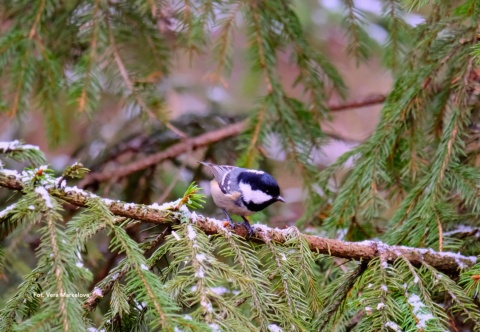 Dolinka Roztoki, Kampinoski Park Narodowy 25.01.26 r., 09:00 - 12:00, SPACER ORNITOLOGICZNY