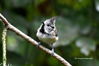 Dolinka Roztoki, Kampinoski Park Narodowy 25.01.26 r., 09:00 - 12:00, SPACER ORNITOLOGICZNY