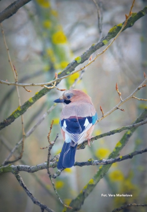 Gdańsk, Oliwa 24.01.26 r., 10:00 - 13:00, SPACER ORNITOLOGICZNY