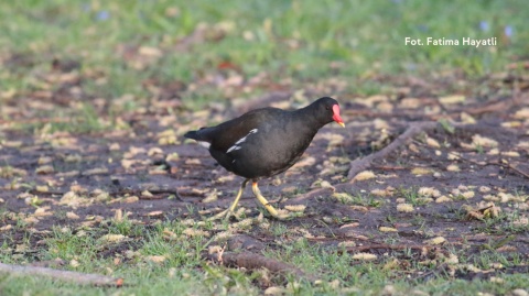 Gdańsk, Oliwa 24.01.26 r., 10:00 - 13:00, SPACER ORNITOLOGICZNY
