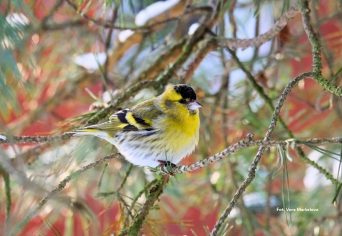 Gdańsk, Oliwa 24.01.26 r., 10:00 - 13:00, SPACER ORNITOLOGICZNY