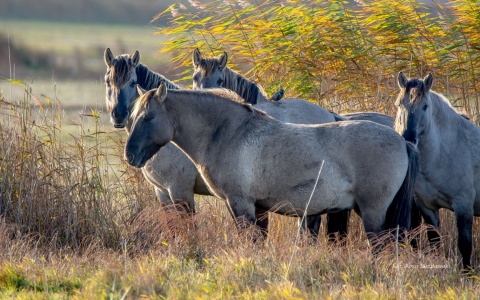 Cegiełka Beka 2026 – Pakiet Premium