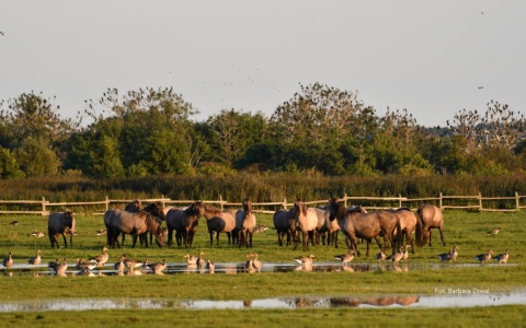 Cegiełka Beka 2026 – Pakiet Prestige