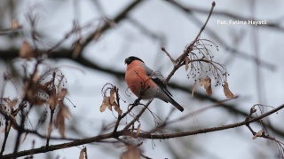 Polana Opaleń, Kampinoski Park Narodowy 27.12.25 r., 08:00 - 11:00, SPACER ORNITOLOGICZNY
