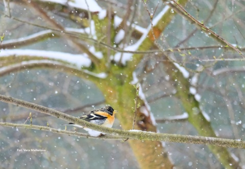 Polana Opaleń, Kampinoski Park Narodowy 27.12.25 r., 08:00 - 11:00, SPACER ORNITOLOGICZNY