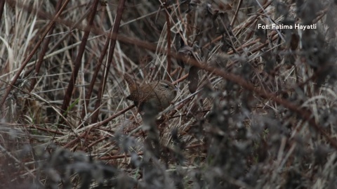 Polana Opaleń, Kampinoski Park Narodowy 27.12.25 r., 08:00 - 11:00, SPACER ORNITOLOGICZNY