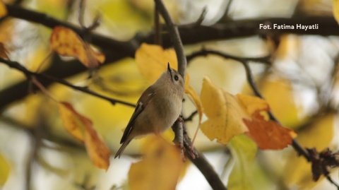 Polana Opaleń, Kampinoski Park Narodowy 27.12.25 r., 08:00 - 11:00, SPACER ORNITOLOGICZNY