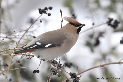 Świąteczne skarpetki OTOP - Jemiołuszki, rozmiar 39-42