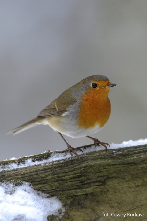 Świąteczne skarpetki OTOP - RudzikI, rozmiar 39-42