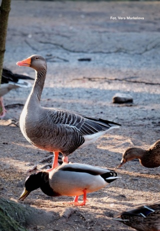 Truskaw, zbiornik Mokre Łąki 10.01.26 r., 09:00 - 12:00, SPACER ORNITOLOGICZNY