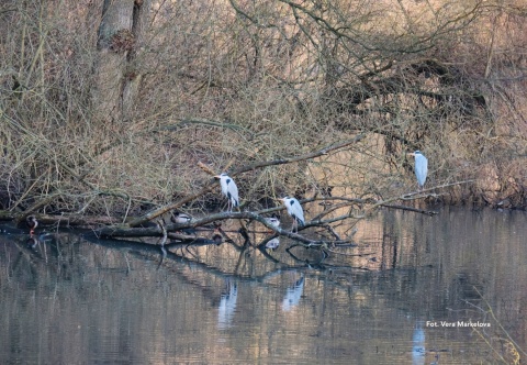 Truskaw, zbiornik Mokre Łąki 10.01.26 r., 09:00 - 12:00, SPACER ORNITOLOGICZNY