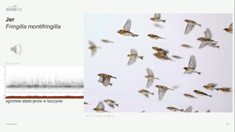 Voucher prezentowy na kurs "ABC Rozpoznawania Ptaków 2026" - Teoria