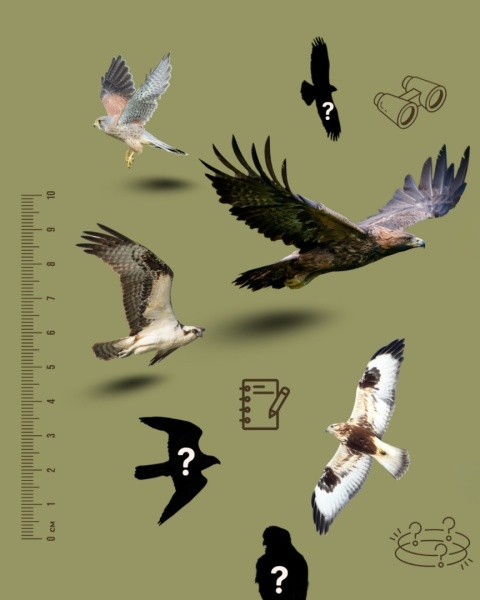 Voucher prezentowy na kurs "ABC Rozpoznawania Ptaków 2026" - Teoria