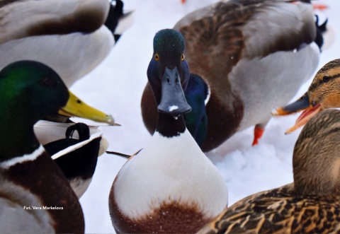 Voucher prezentowy na udział w grupowym spacerze ornitologicznym OTOP-u
