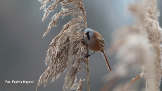 Warszawa, Czerniaków 25.01.26 r., 10:00 - 12:00, SPACER ORNITOLOGICZNY