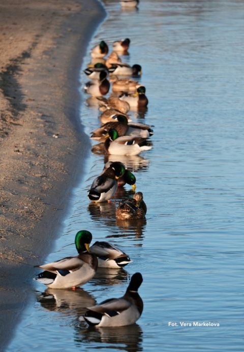 Warszawa, Czerniaków 25.01.26 r., 10:00 - 12:00, SPACER ORNITOLOGICZNY