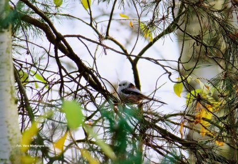 Truskaw, Kampinoski Park Narodowy 08.11.25 r., 8:00 - 11:00, SPACER ORNITOLOGICZNY