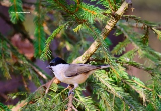 Warszawa, Młociny 31.01.26 r., 09:00 - 11:00, SPACER ORNITOLOGICZNY