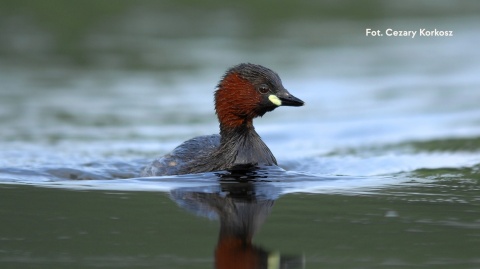 Warszawa, Pole Mokotowskie 21.12.25 r., 10:00 - 12:00, SPACER ORNITOLOGICZNY