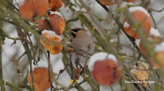 Warszawa, Pole Mokotowskie 22.02.26 r., 09:00 - 12:00, SPACER ORNITOLOGICZNY