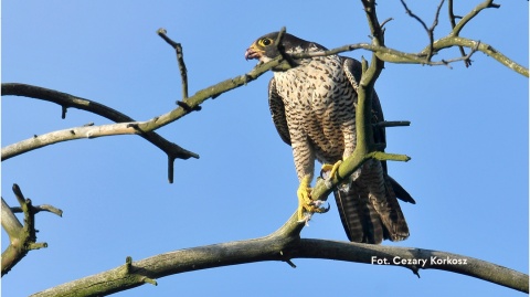 Warszawa, Wilanów 07.12.25 r., 9:30 - 11:30, SPACER ORNITOLOGICZNY