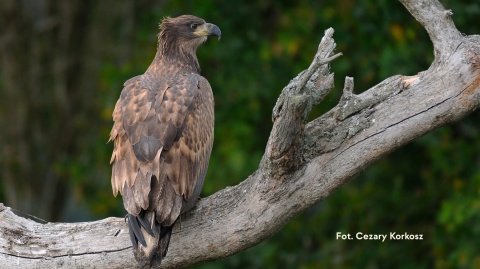 Warszawa, Wawer 13.12.25 r., 9:00 - 11:00, SPACER ORNITOLOGICZNY