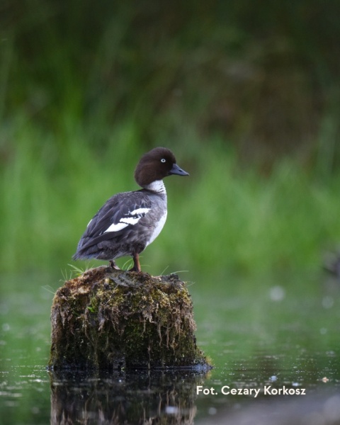 Warszawa, Wawer 13.12.25 r., 9:00 - 11:00, SPACER ORNITOLOGICZNY