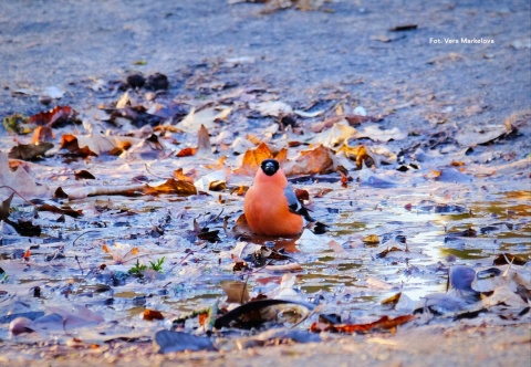 Warszawa, Wawer 13.12.25 r., 9:00 - 11:00, SPACER ORNITOLOGICZNY