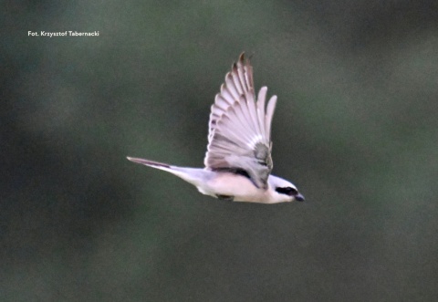 Warszawa, Wilanów 07.12.25 r., 9:30 - 11:30, SPACER ORNITOLOGICZNY