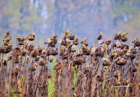 Warszawa, Wilanów 07.12.25 r., 9:30 - 11:30, SPACER ORNITOLOGICZNY