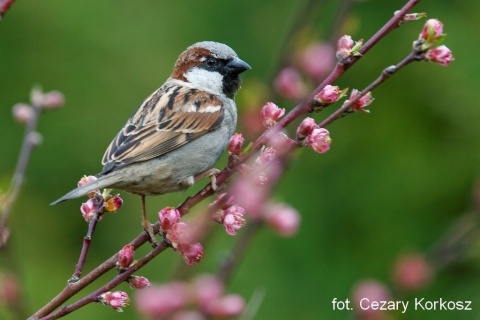 Wróbel - OTOPtak, przypinka metalowa