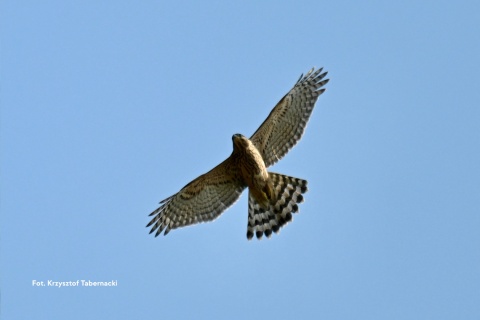 Jastrząb - OTOPtak, przypinka metalowa