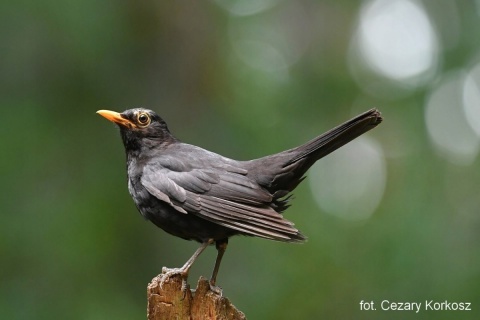 Kos - OTOPtak, przypinka metalowa
