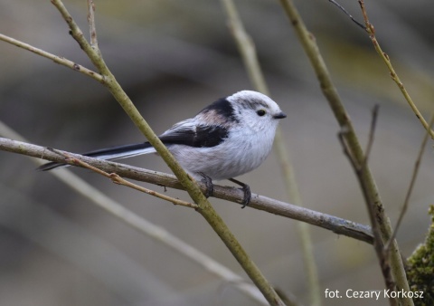 Świąteczny Raniuszek - OTOPtak, przypinka metalowa (edycja limitowana)