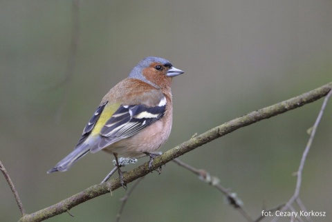 Zięba - OTOPtak, przypinka metalowa
