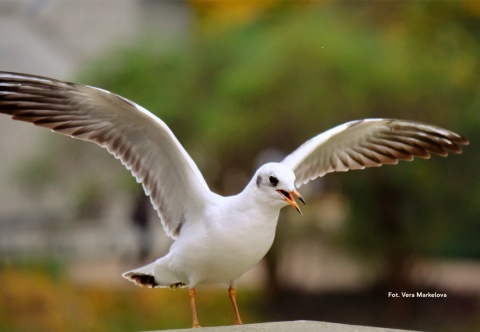 Gdańsk, Oliwa 21.02.26 r., 10:00 - 13:00, SPACER ORNITOLOGICZNY