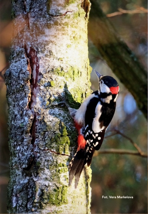 Izabelin-Laski, Kampinoski Park Narodowy 07.02.26 r., 09:00 - 12:00, SPACER ORNITOLOGICZNY