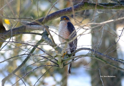 Izabelin-Laski, Kampinoski Park Narodowy 07.02.26 r., 09:00 - 12:00, SPACER ORNITOLOGICZNY