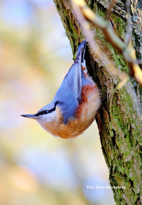 Izabelin-Laski, Kampinoski Park Narodowy 07.02.26 r., 09:00 - 12:00, SPACER ORNITOLOGICZNY