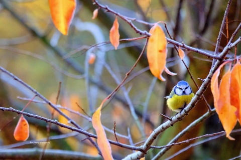 Notes z modraszkami + wkładka do Ptasiej Godzinki