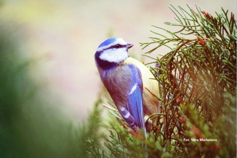 Poznań, Golęcin 15.02.26 r., 10:00 - 13:00, SPACER ORNITOLOGICZNY