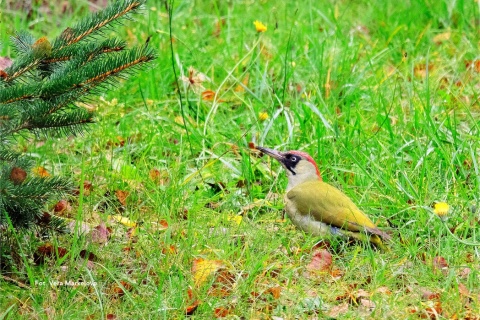 Poznań, Golęcin 15.02.26 r., 10:00 - 13:00, SPACER ORNITOLOGICZNY