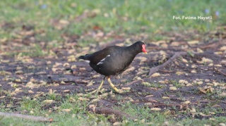 Poznań, Winogrady 07.02.26 r., 10:00 - 13:00, SPACER ORNITOLOGICZNY