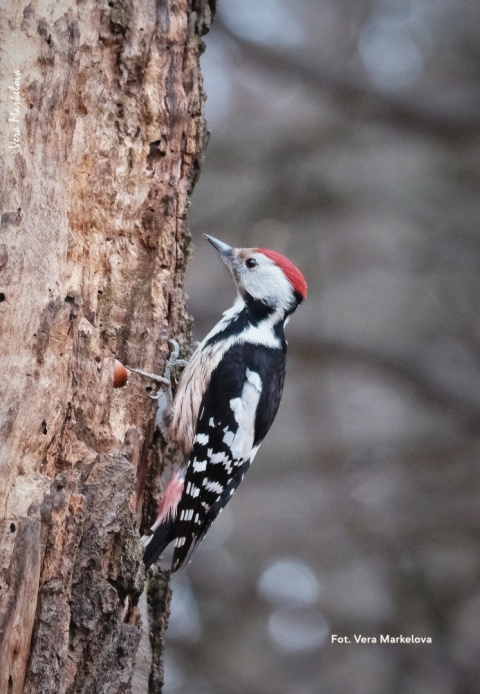 Poznań, Golęcin 15.02.26 r., 10:00 - 13:00, SPACER ORNITOLOGICZNY