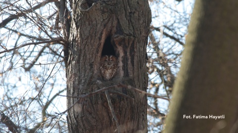 Warszawa, Kabaty 31.01.26 r., 18:00 - 21:00, TAJEMNICE SÓW SPACER ORNITOLOGICZNY