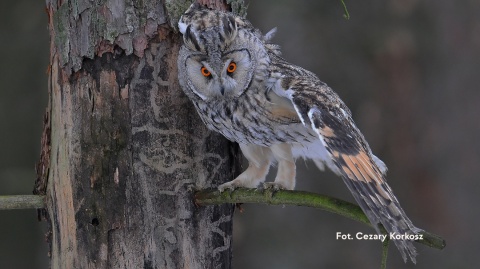 Warszawa, Kabaty 06.02.26 r., 18:00 - 21:00, TAJEMNICE SÓW SPACER ORNITOLOGICZNY