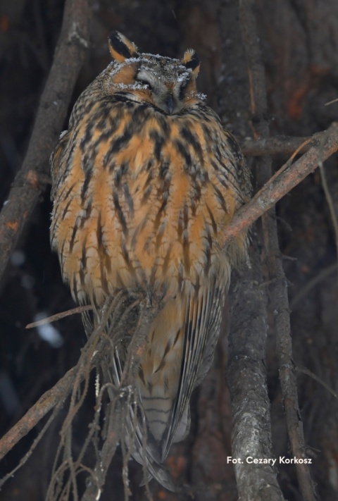 Warszawa, Kabaty 27.02.26 r., 18:00 - 21:00, TAJEMNICE SÓW SPACER ORNITOLOGICZNY