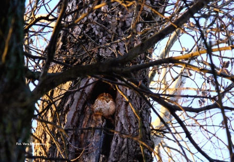 Warszawa, Kabaty 27.02.26 r., 18:00 - 21:00, TAJEMNICE SÓW SPACER ORNITOLOGICZNY